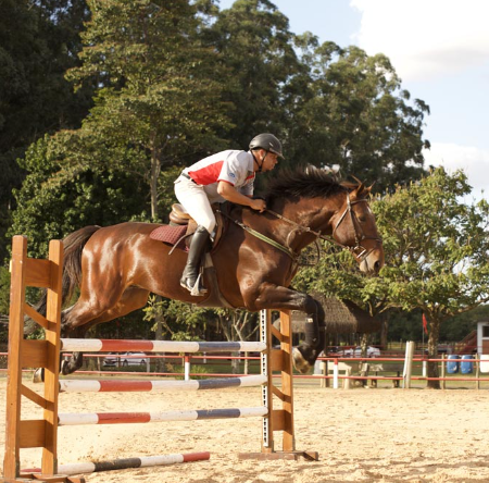Adulto saltando obstáculo em cavalo na arena